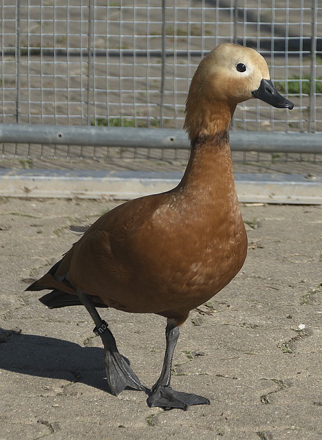 提及